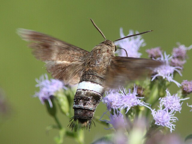 Aellopos from Falcon State Park, Starr County, TX, USA on October 30 ...