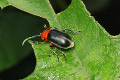Coelomera lanio