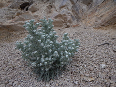 Oreocarya virginensis
