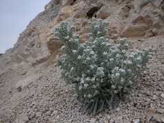 Oreocarya virginensis