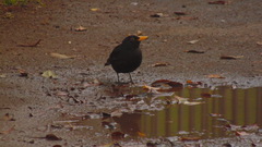 Turdus merula cabrerae