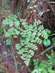 Adiantum andicola