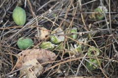 Passiflora bryonioides