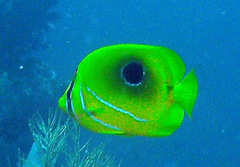 Chaetodon bennetti
