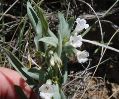 Mertensia lanceolata