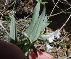 Mertensia lanceolata