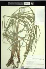 Carex × subimpressa