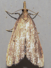 Diplopseustis perieresalis