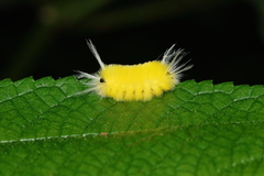 Lophocampa annulosa
