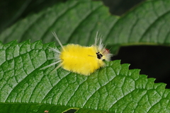 Lophocampa annulosa