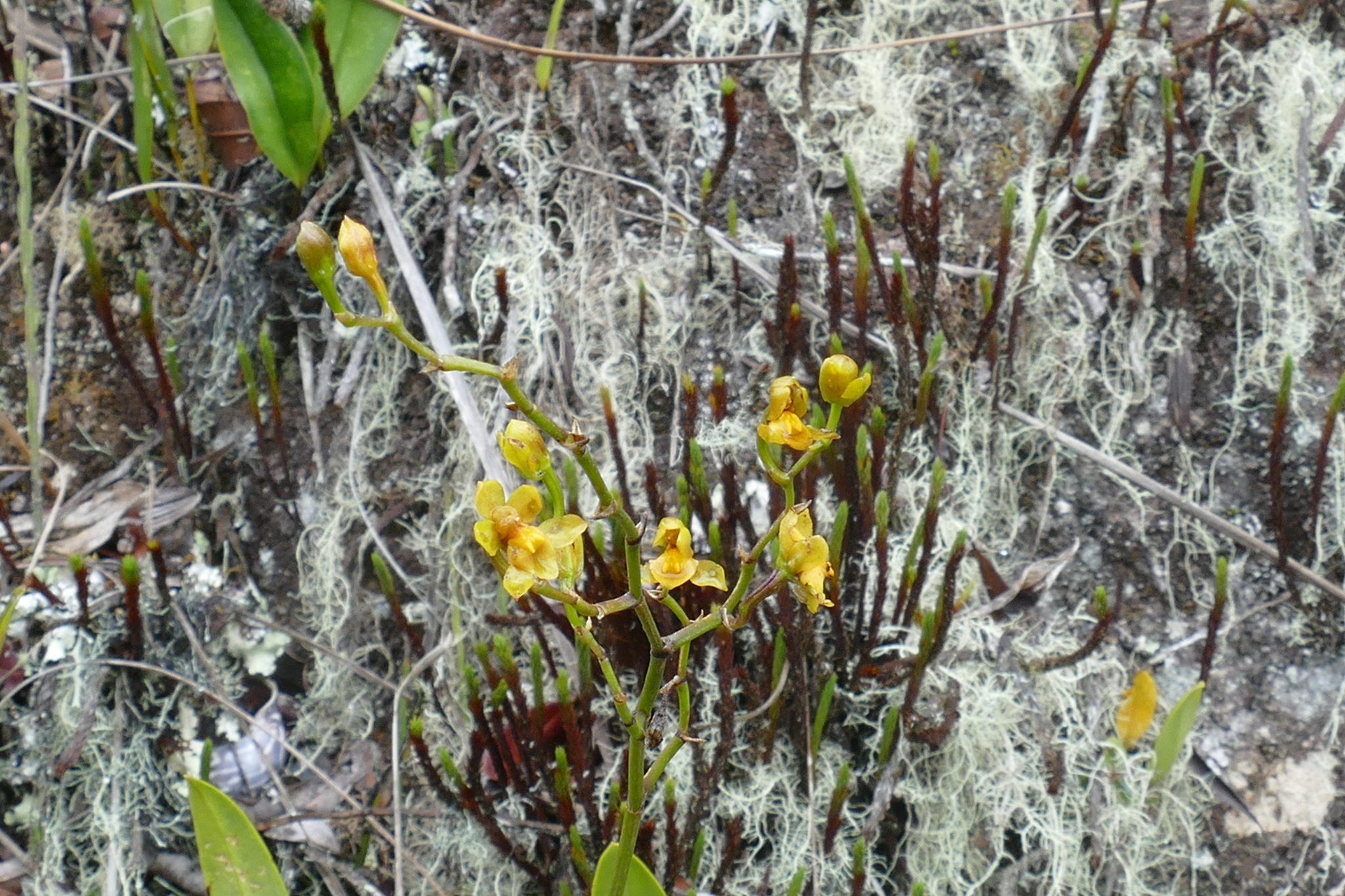 Cyrtochilum image