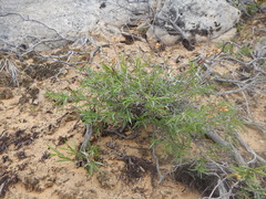 Chrysothamnus scopulorum