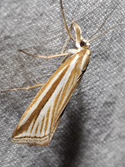 Hednota grammellus