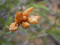 Chrysothamnus scopulorum