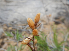 Chrysothamnus scopulorum