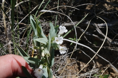 Mertensia lanceolata