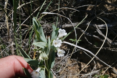 Mertensia lanceolata