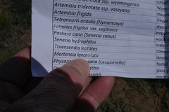 Mertensia lanceolata