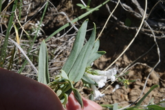 Mertensia lanceolata
