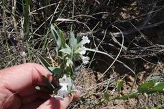 Mertensia lanceolata