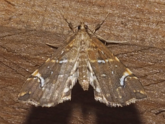 Musotima nitidalis