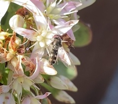 Platycheirus trichopus