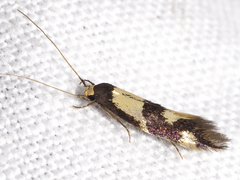 Opogona comptella