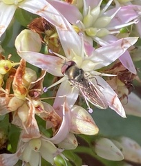 Platycheirus trichopus