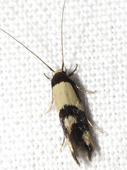 Opogona comptella