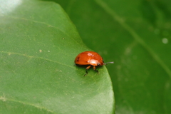 Iphiclus simplex