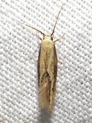 Opogona stenocraspeda