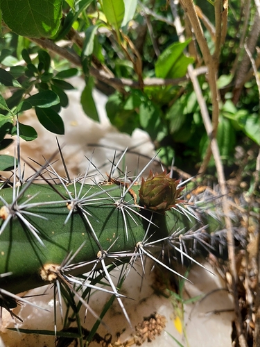 Image of Harrisia pomanensis by (c) Tomás Tamagno, some rights reserved (CC BY)