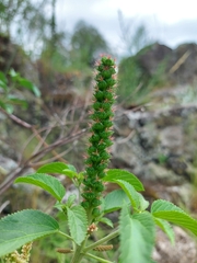 Acalypha communis
