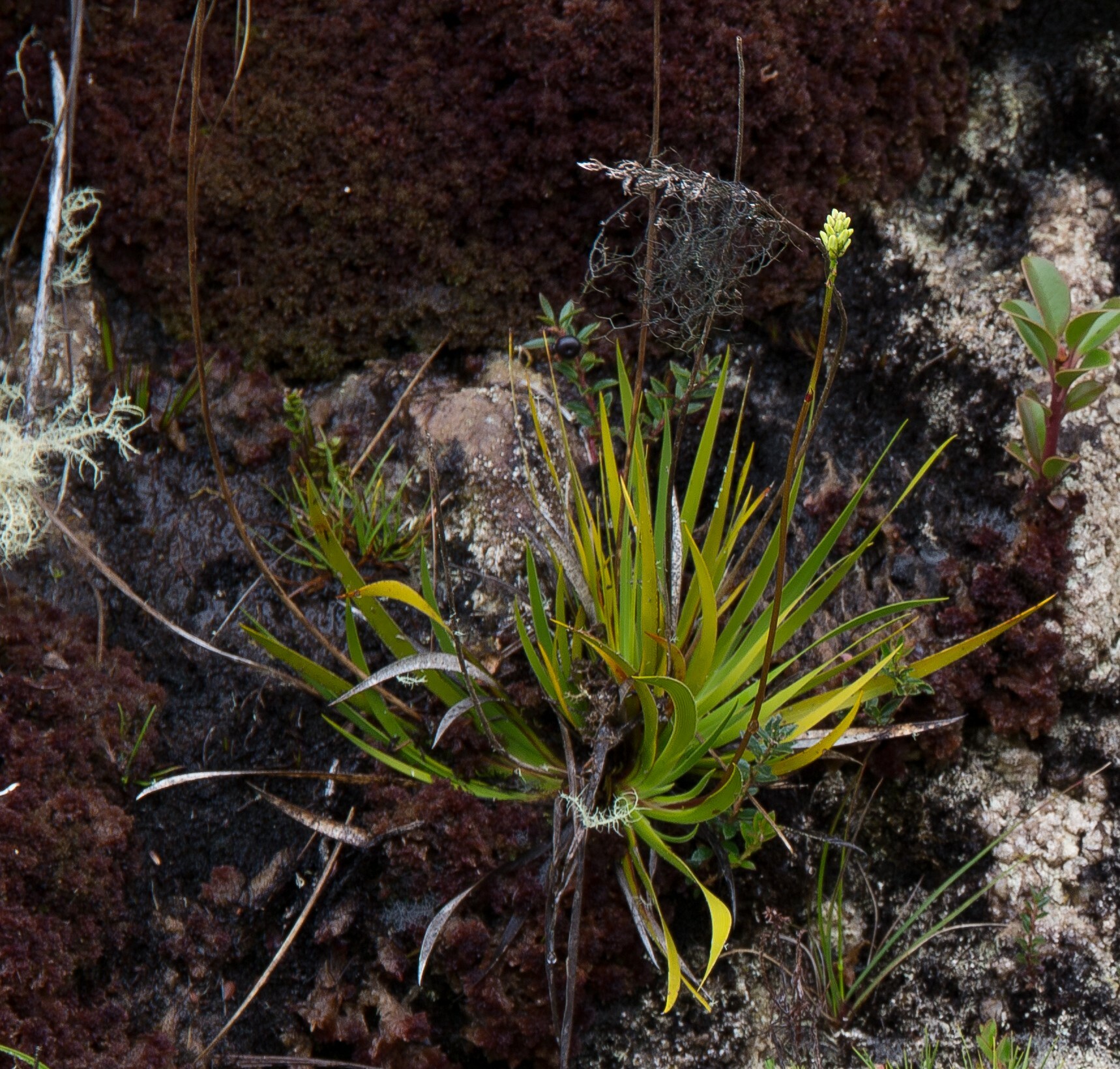 Harperocallis image