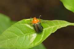 Metaxyonycha chloroptera
