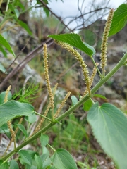 Acalypha communis