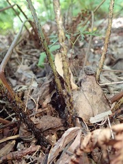 Dryopteris erythrosora