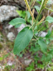 Acalypha communis