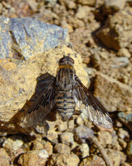 Hemipenthes tenuirostris