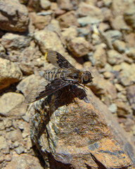 Hemipenthes tenuirostris