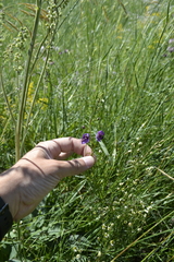 Verbascum phoeniceum
