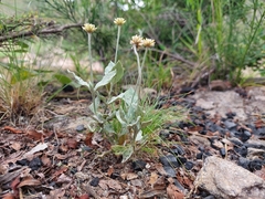 Pfaffia gnaphalioides