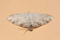 Lobophora nivigerata