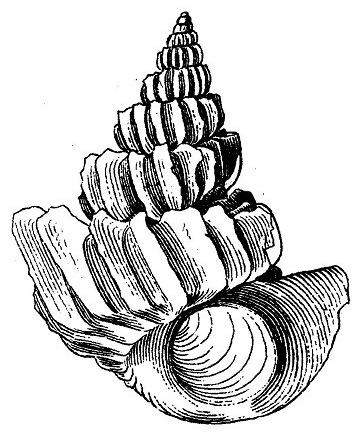 Sthenorytis