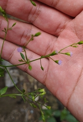 Fleischmannia incarnata