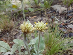 Pfaffia gnaphalioides