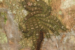 Lonomia obliqua