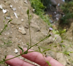 Fleischmannia incarnata