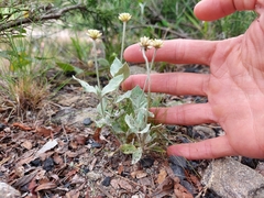 Pfaffia gnaphalioides