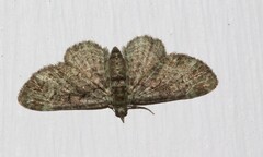 Pasiphila rectangulata